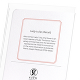 Lady tulip (Pack of 8 cards)