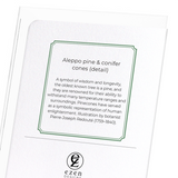 Aleppo pine & conifer cones (Pack of 8 cards)