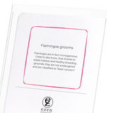 Flamingos grooms (Pack of 8 cards)