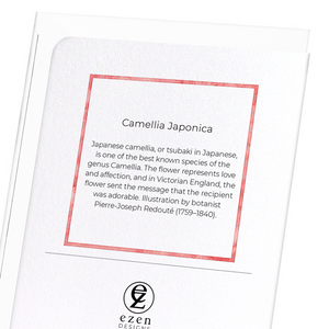 Camellia japonica : 8 cards