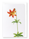 Ezen Designs - Lily (detail) - Greeting Card - Front