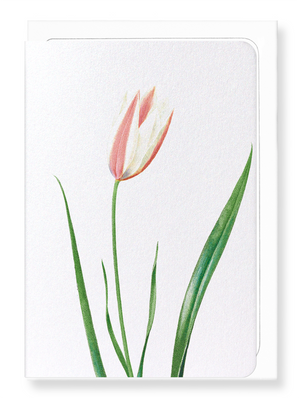 Ezen Designs - Lady tulip (detail) - Greeting Card - Front