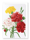 Ezen Designs - Carnation (detail) - Greeting Card - Front