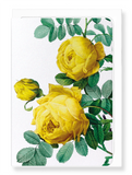 Ezen Designs - Yellow roses (detail) - Greeting Card - Front