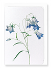 Ezen Designs - Campanula (detail) - Greeting Card - Front