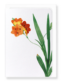 Ezen Designs - Corn lily (detail) - Greeting Card - Front