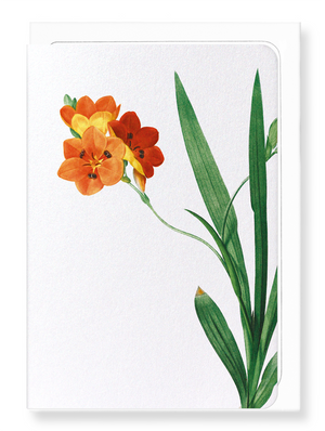 Ezen Designs - Corn lily (detail) - Greeting Card - Front