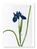 Ezen Designs - Iris lisyrinchium (detail) - Greeting Card - Front