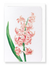 Ezen Designs - Oriental hyacinth (detail) - Greeting Card - Front