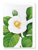 Ezen Designs - Japanese camellia (detail) - Greeting Card - Front