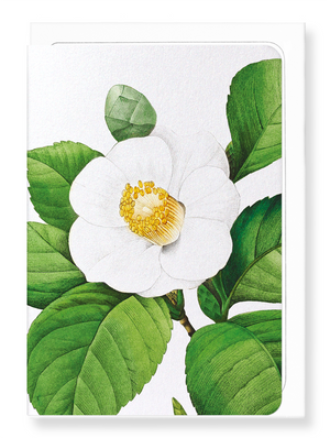 Ezen Designs - Japanese camellia (detail) - Greeting Card - Front