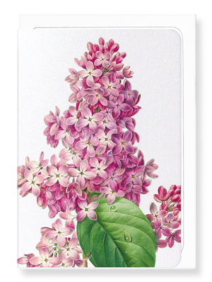 Ezen Designs - Lilac (detail) - Greeting Card - Front