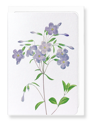 Ezen Designs - Phlox (detail) - Greeting Card - Front