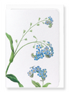 Ezen Designs - Forget me not flower (detail) - Greeting Card - Front