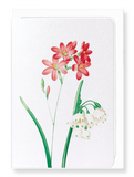 Ezen Designs - Ixia scariosa (detail) - Greeting Card - Front