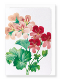 Ezen Designs - Geranium (detail) - Greeting Card - Front