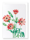 Ezen Designs - Anemone stellata (detail) - Greeting Card - Front