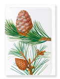 Ezen Designs - Aleppo pine & conifer cones (detail) - Greeting Card - Front