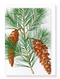 Ezen Designs - White pine (detail) - Greeting Card - Front