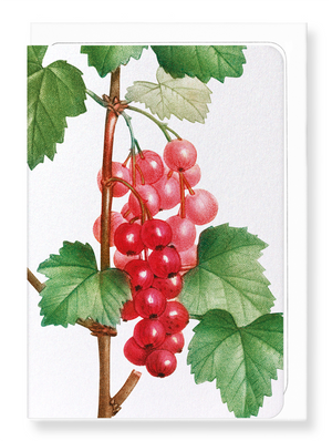 Ezen Designs - Redcurrant fruit (detail) - Greeting Card - Front