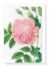 Ezen Designs - Pink rose No.1 (detail) - Greeting Card - Front