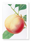 Ezen Designs - Peach No.1 (detail) - Greeting Card - Front