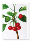 Ezen Designs - Cherries No. 2 (detail) - Greeting Card - Front