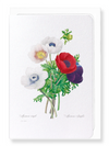 Anemone (Pack of 8 cards)