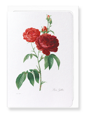 Dark red gallica roses (Pack of 8 cards)