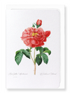 Gallica rose (Pack of 8 cards)