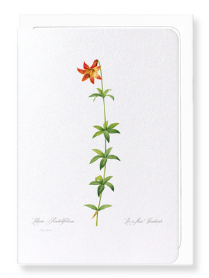 Lily (Pack of 8 cards)