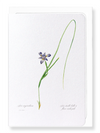 Sisyrinchium iris (Pack of 8 cards)