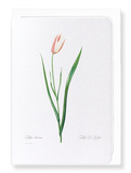 Lady tulip (Pack of 8 cards)