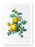 Yellow roses (Pack of 8 cards)