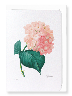 Hortensia (Pack of 8 cards)