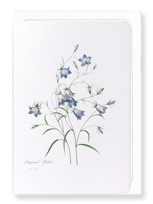 Campanula (Pack of 8 cards)