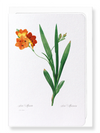 Corn lily (Pack of 8 cards)