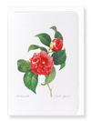 Japanese camellia (Pack of 8 cards)