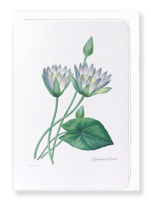 Blue lotus (Pack of 8 cards)