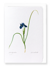 Iris lisyrinchium (Pack of 8 cards)