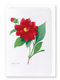 Dahlia double (Pack of 8 cards)