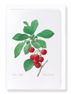 Cherry (Pack of 8 cards)