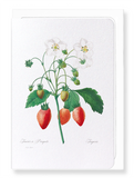 Strawberry (Pack of 8 cards)