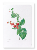 Raspberry (Pack of 8 cards)