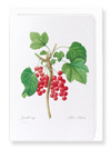 Red currants (Pack of 8 cards)