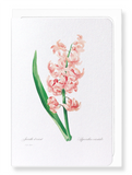 Oriental hyacinth (Pack of 8 cards)