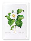 Japanese camellia (Pack of 8 cards)