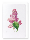 Lilac (Pack of 8 cards)