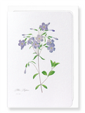 Phlox (Pack of 8 cards)