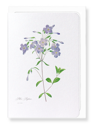 Phlox (Pack of 8 cards)